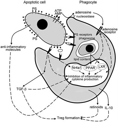 Anti-inflammatory Mechanisms Triggered by Apoptotic Cells during Their Clearance
